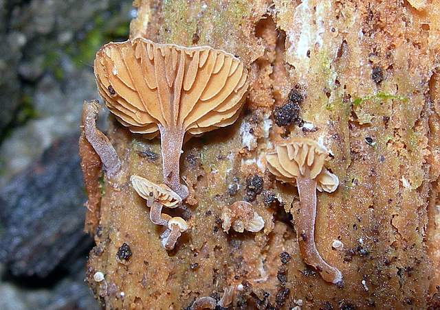 Galerina subexcentrica  spec.nov.